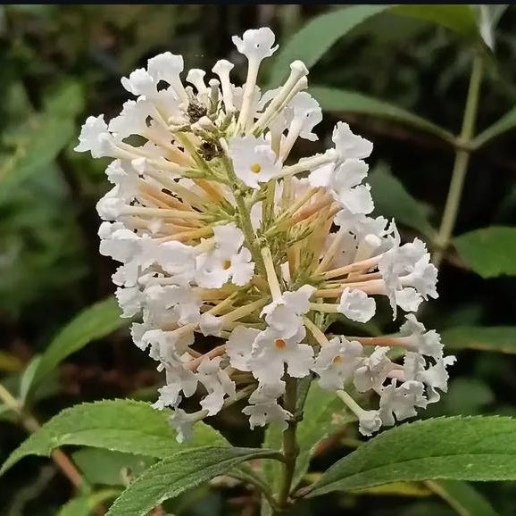 Buddleia White | Shrub