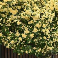 Bouquet of yellow flowers in a pot