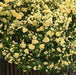 Bouquet of yellow flowers in a pot