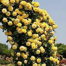 Tall bush with yellow flowers in a garden setting