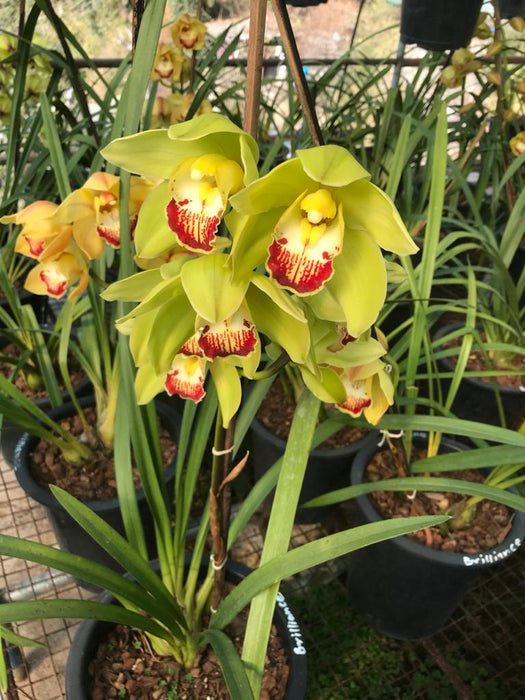 Brillance Cymbidium