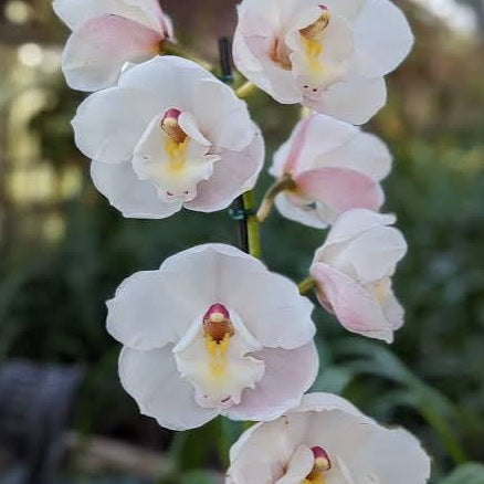 Kuranulla Maestro | Cymbidium Orchid