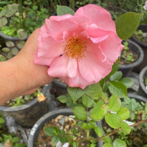 Hand holding a pink rose with potted plants in the background