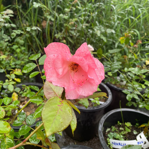 Pink flower with water droplets in a garden setting