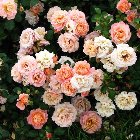 Cubana | Shrub  Tree Rose