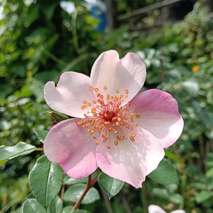 Astronomia | Shurb Tree Rose