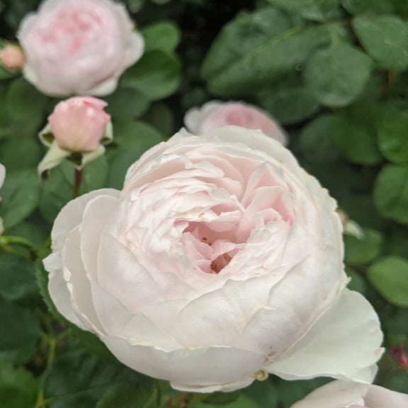 Earth Angel|Floribunda rose