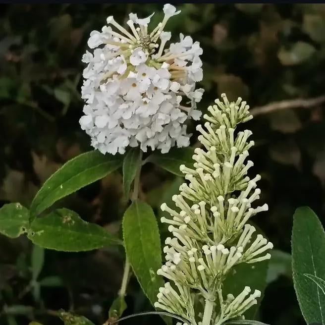 Buddleia White | Shrub