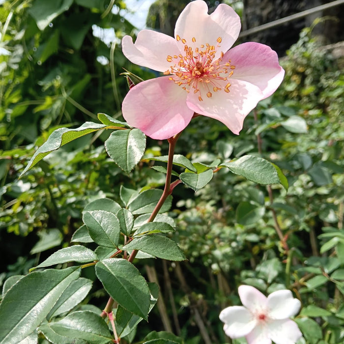 Astronomia | Shurb Tree Rose