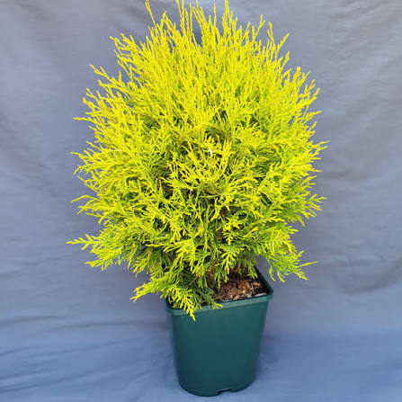 Golden Globe| Pine