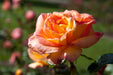 Close-up of a pink rose with a blurred garden background