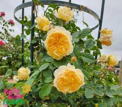 Yellow roses in a garden with a visible brand logo in the corner.