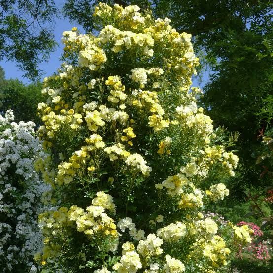 Golden Age|Climbing Rose