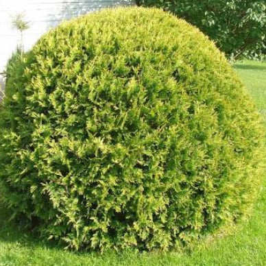 Golden Globe| Pine