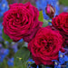 Close-up of vibrant red roses with a blurred blue background