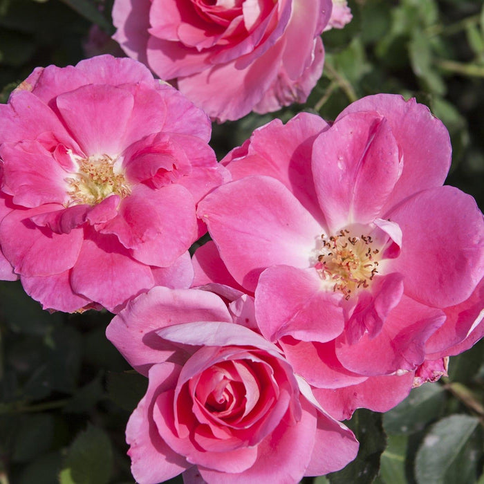 Care Free Wonder | Shrub Tree Rose