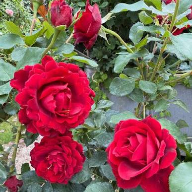 Hommage E Barbara | Hybrid Tea Tree Rose