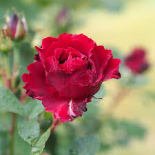 Hommage E Barbara | Hybrid Tea Tree Rose