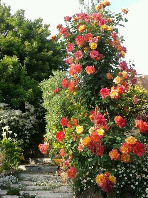 A tall flowering rose bush in a garden, covered with many blooms in red, orange, and yellow tones against green foliage and stone steps nearby.