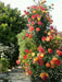 A tall flowering rose bush in a garden, covered with many blooms in red, orange, and yellow tones against green foliage and stone steps nearby.