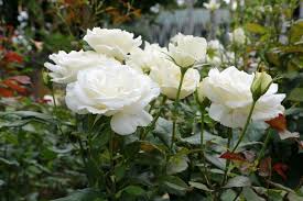 Karen Blexin Rose