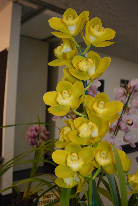 Katy's Gold Cymbidium