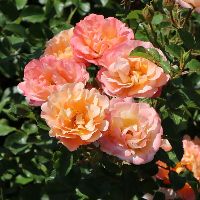 Cubana | Shrub  Tree Rose