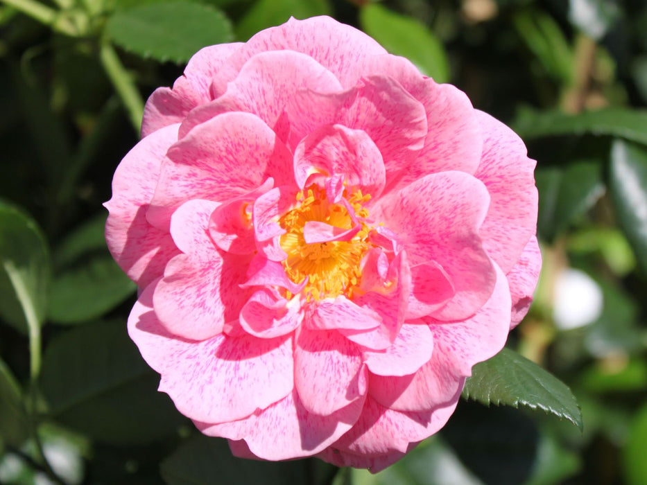 Camelot Rose