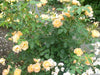 Bush of yellow and white flowers with green leaves