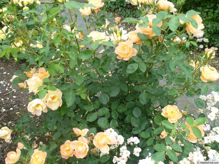 Bush of yellow and white flowers with green leaves