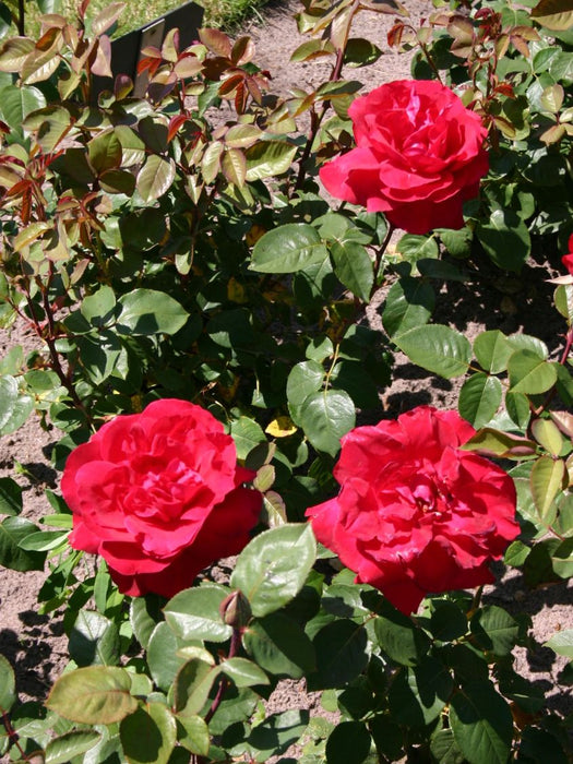 Liebeszauber Rose