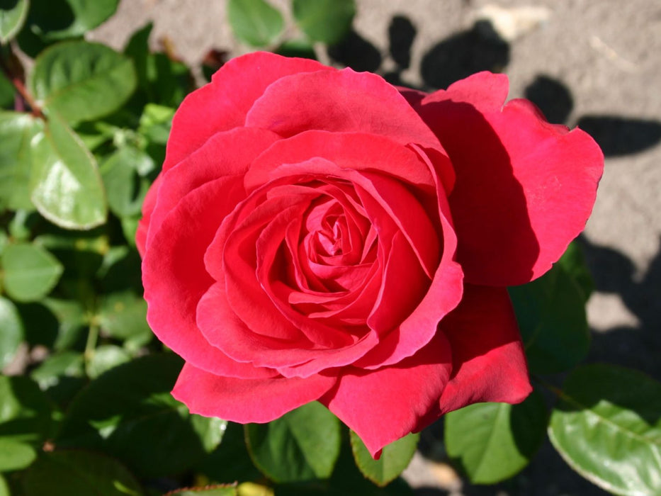 Liebeszauber Rose