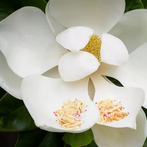 MAGNOLIA GRANDIFLORA