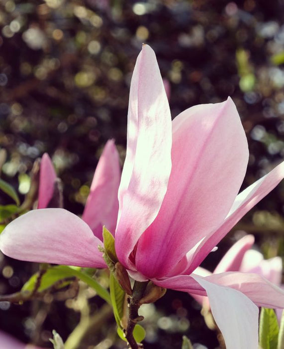 MAGNOLIA STAR WARS| NEW VARIETY