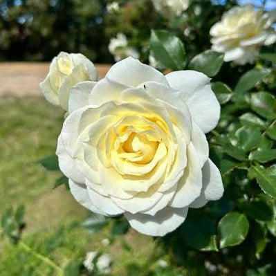 Moon Dance | Floribunda Tree Rose