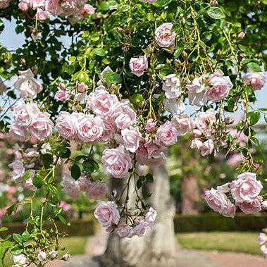 Pink roses hanging from a tree in a garden setting