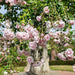 Pink roses hanging from a tree in a garden setting
