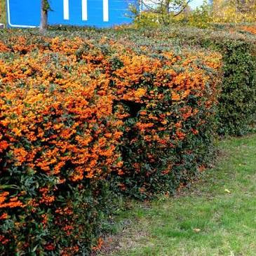 Pyracantha Orange | Shrub