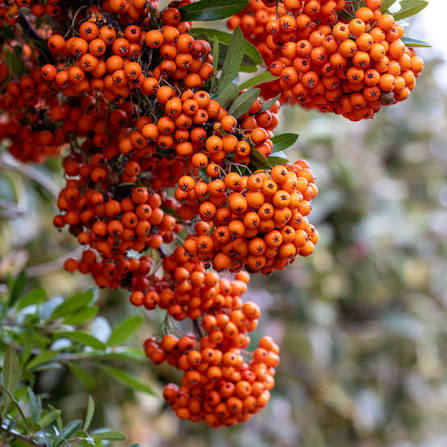 Pyracantha Orange | Shrub