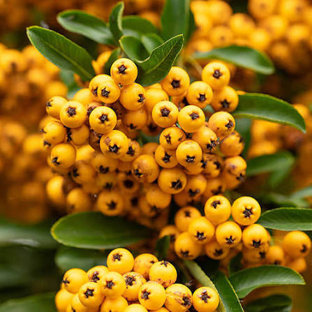Pyracantha yellow|Yellow Firethorn
