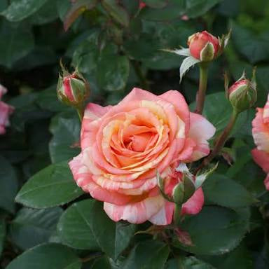 Two peach and cream variegated rose blooms with green leaves and buds in a garden setting.