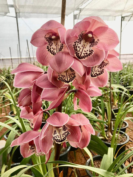 Peach Standard Cymbidium