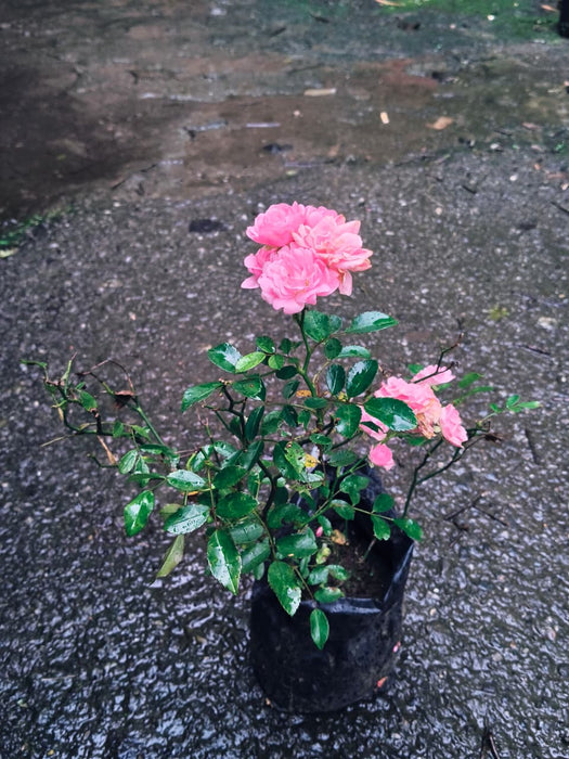 Pink Botton | Minature Rose