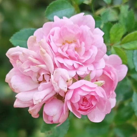 Pink Botton | Minature Rose