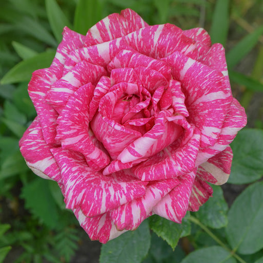 Pink and white striped rose with green leaves in the background