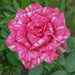 Pink and white striped rose with green leaves in the background