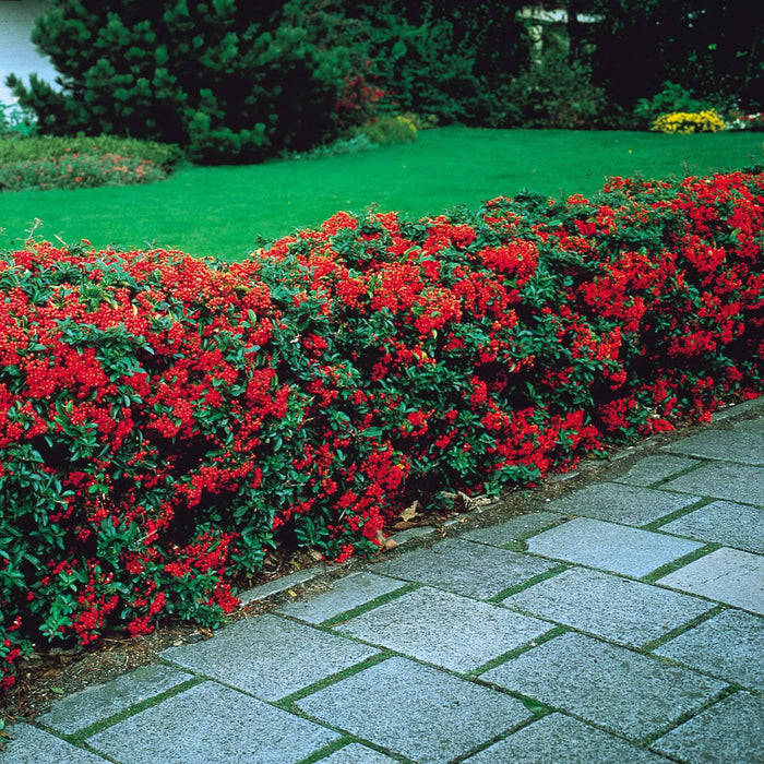 Pyracantha Red|shrub