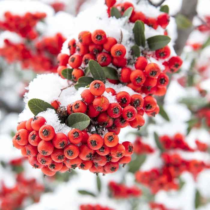 Pyracantha Red|shrub