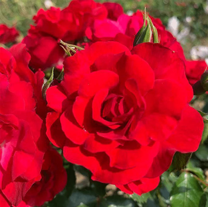Tree Roses