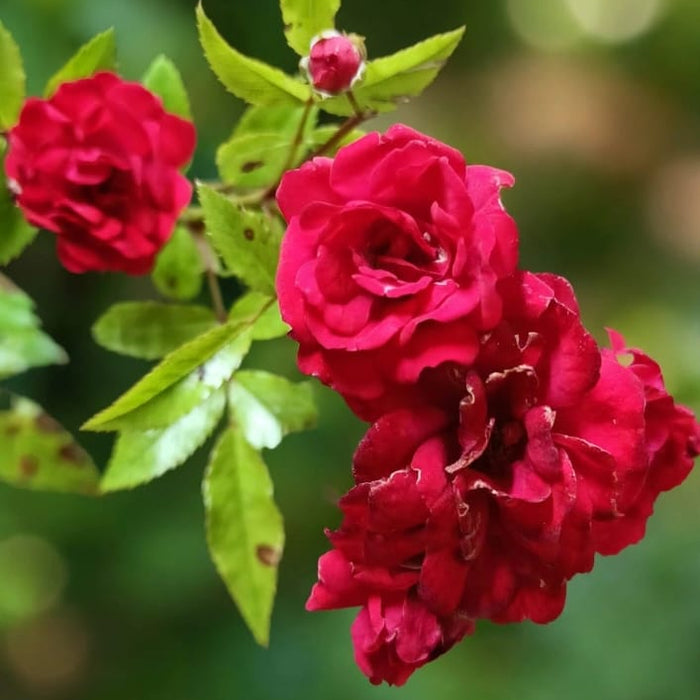 Red Button | Miniature Rose